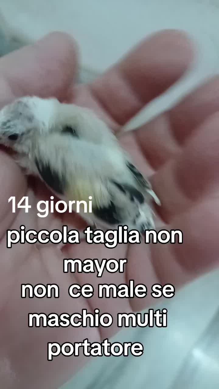 @Leonardo Dellacorte