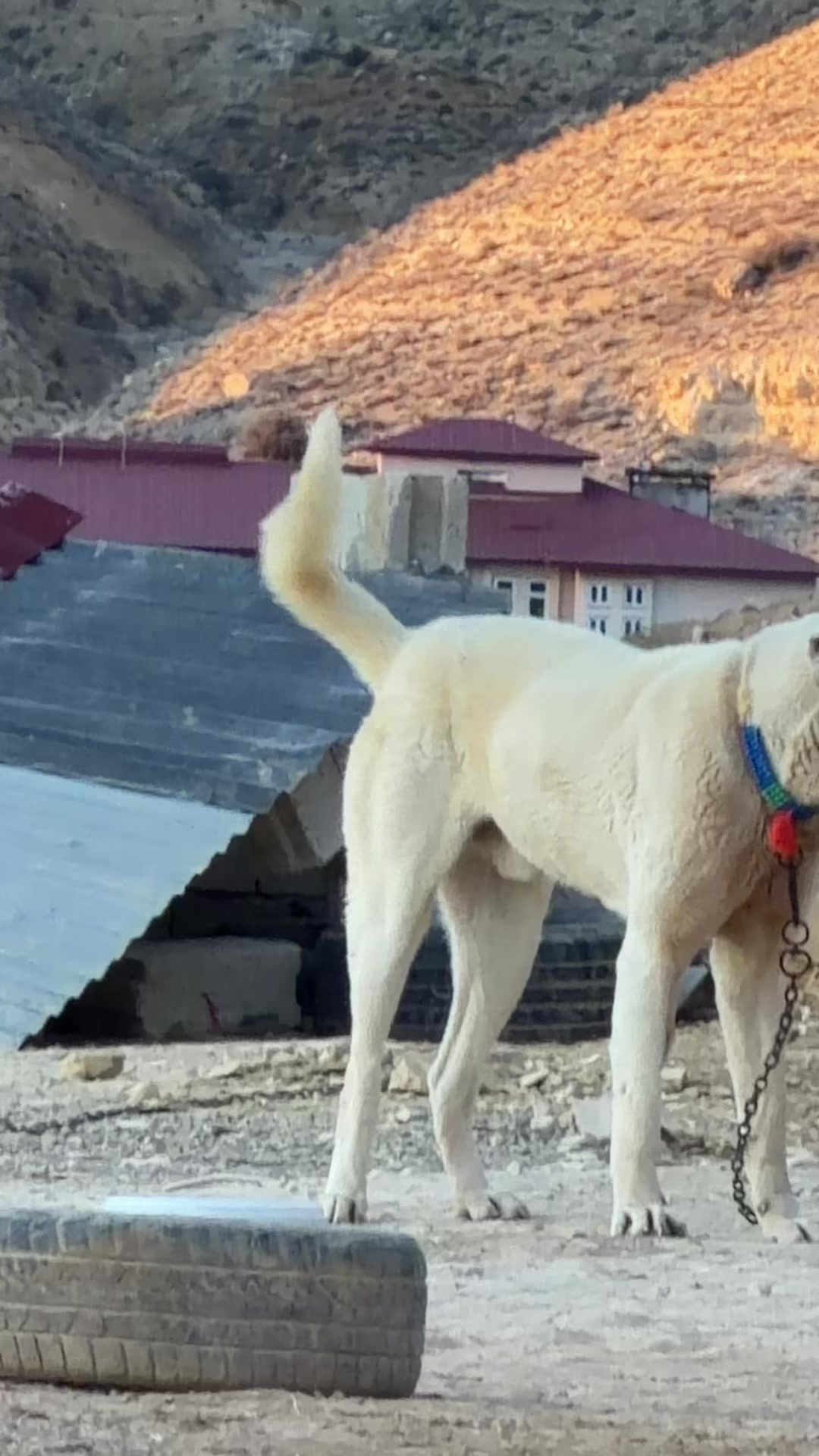@Gürün.kennels58
