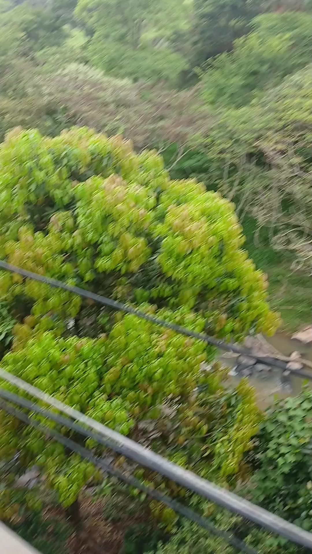 @nairtaciana