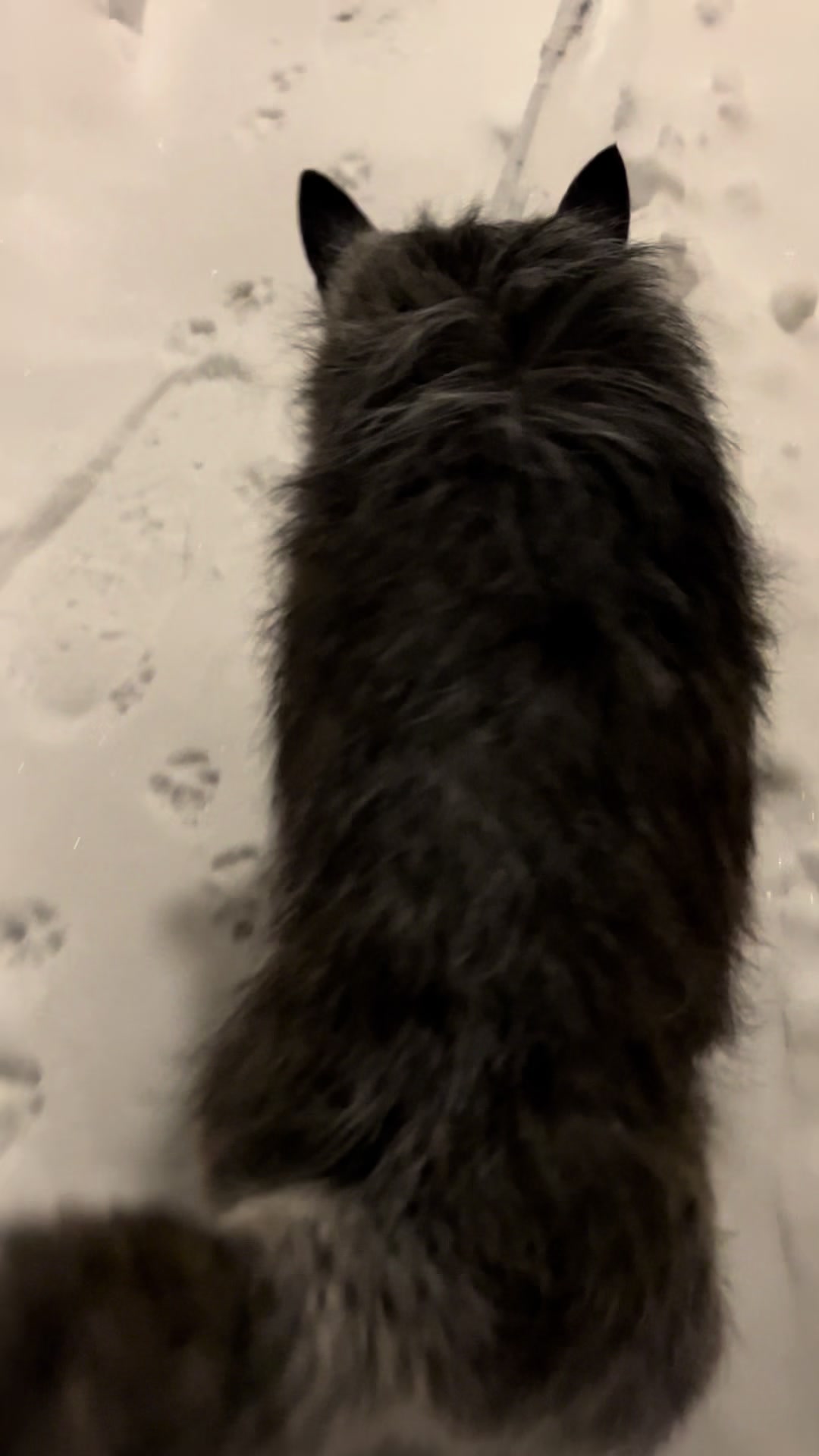 @Catd00d 🇬🇱