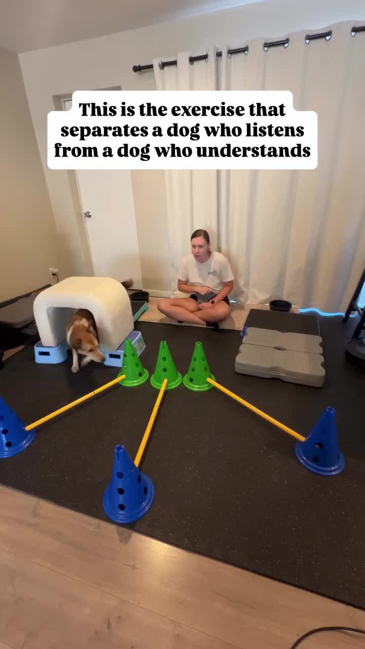 @Marissa | K9 Fitness Coach 🐾