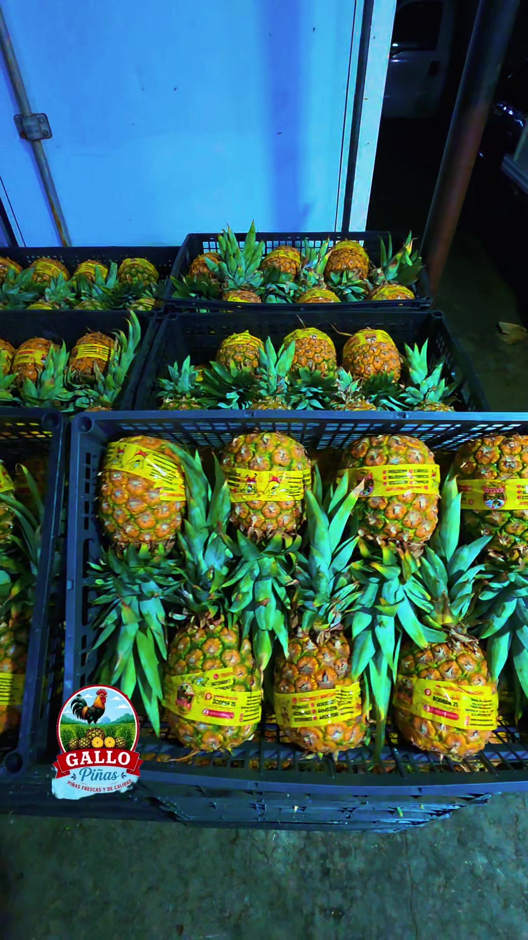 @Elgallocebollas🐓🧅🍍🍉