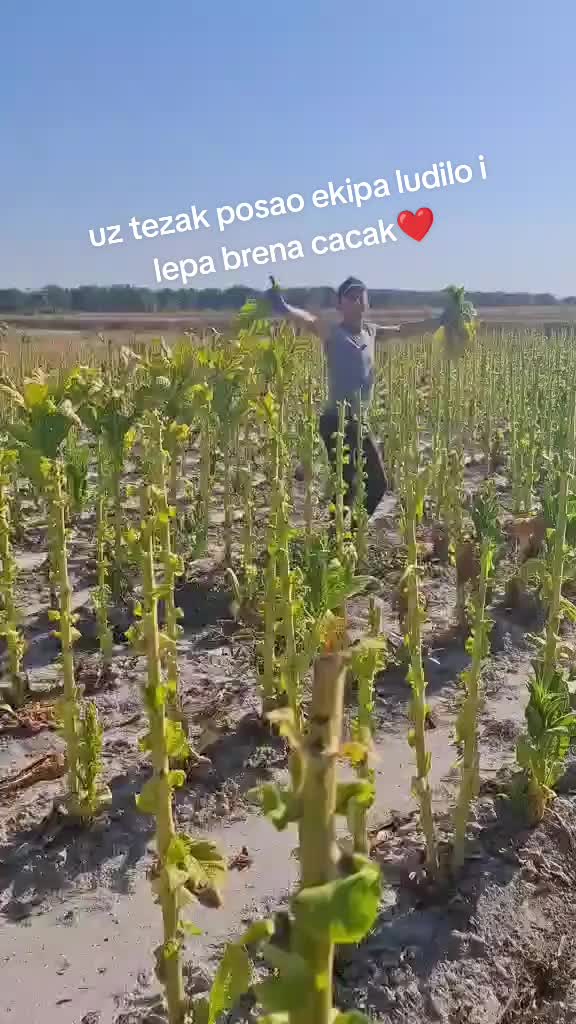 @Roberto vedran velja