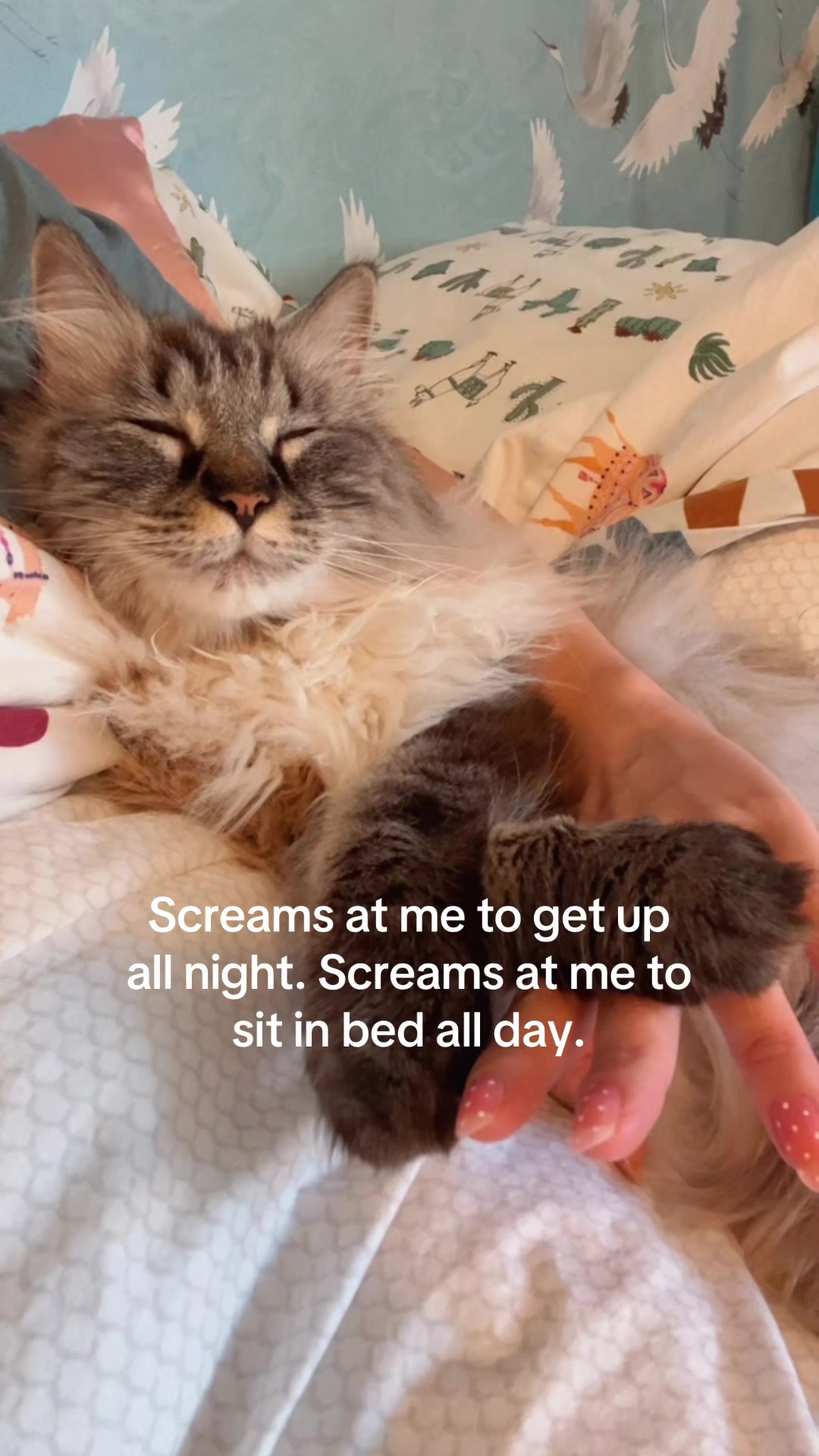 @My Cat Is People 🇨🇦
