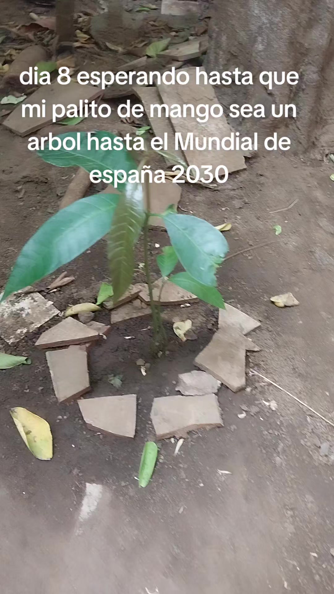 @Ale dino 🦖💚