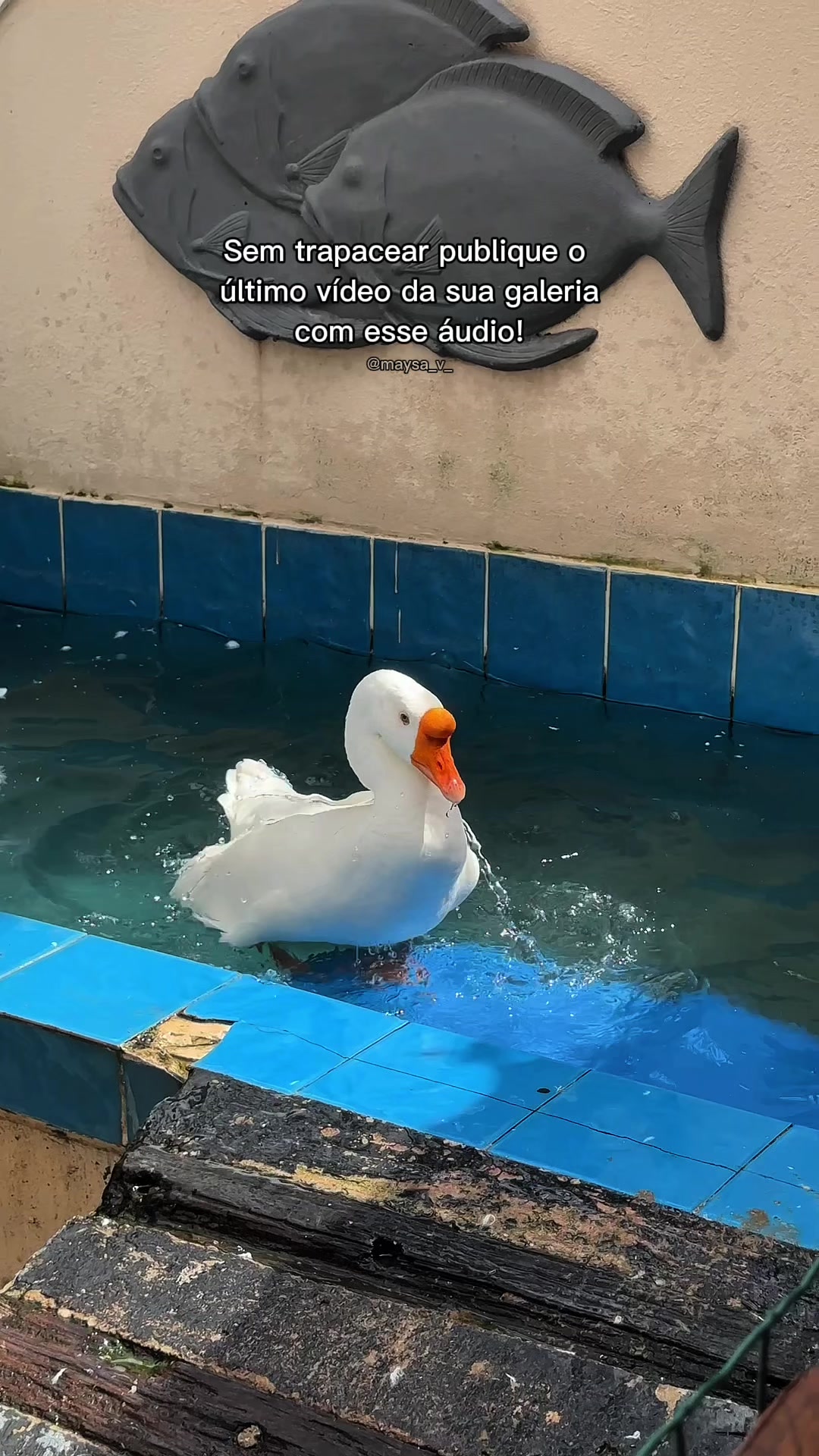 @Mônica Frutuoso