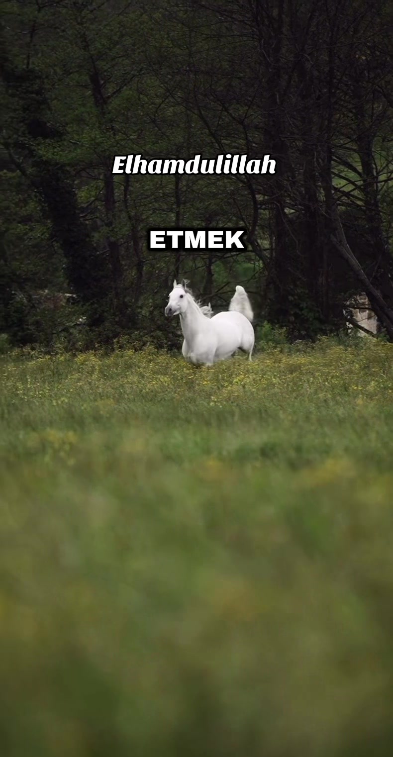 @Gül๐น