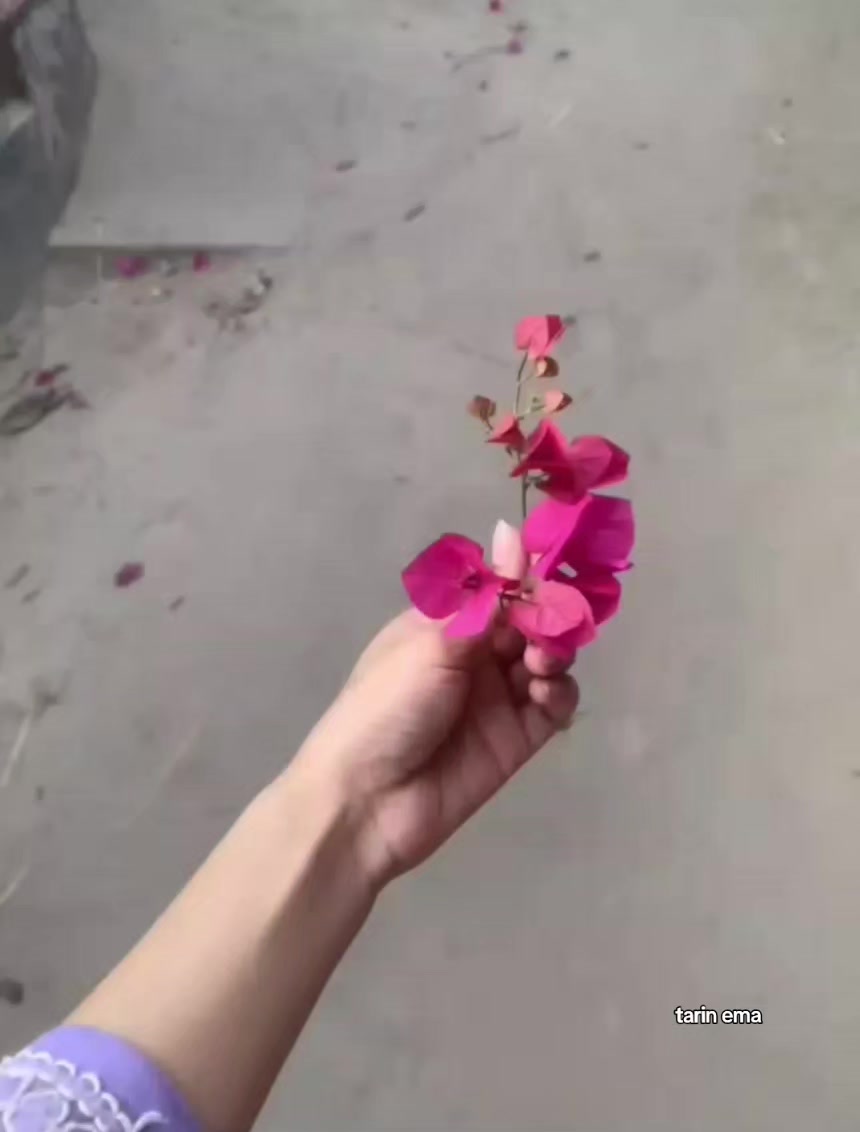 @~🦋টমেটো🦋~
