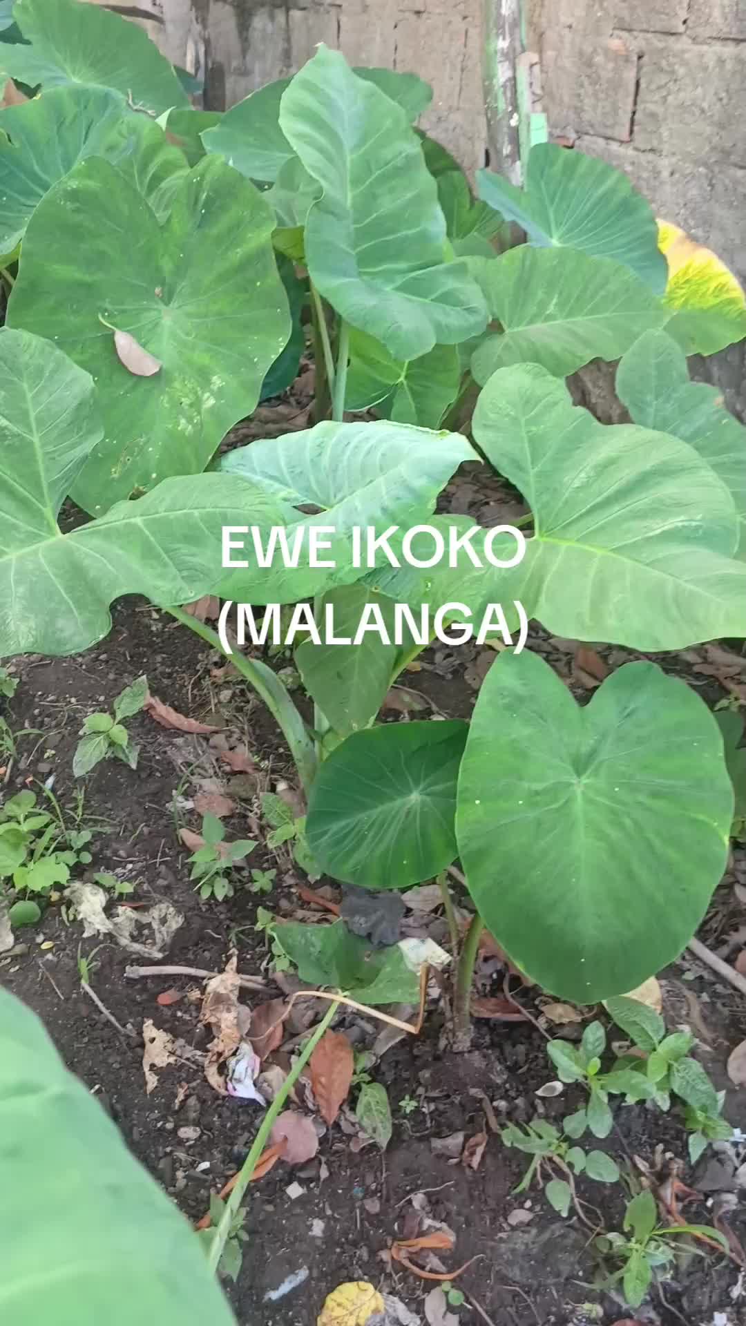 @Oyekunbile.ifa