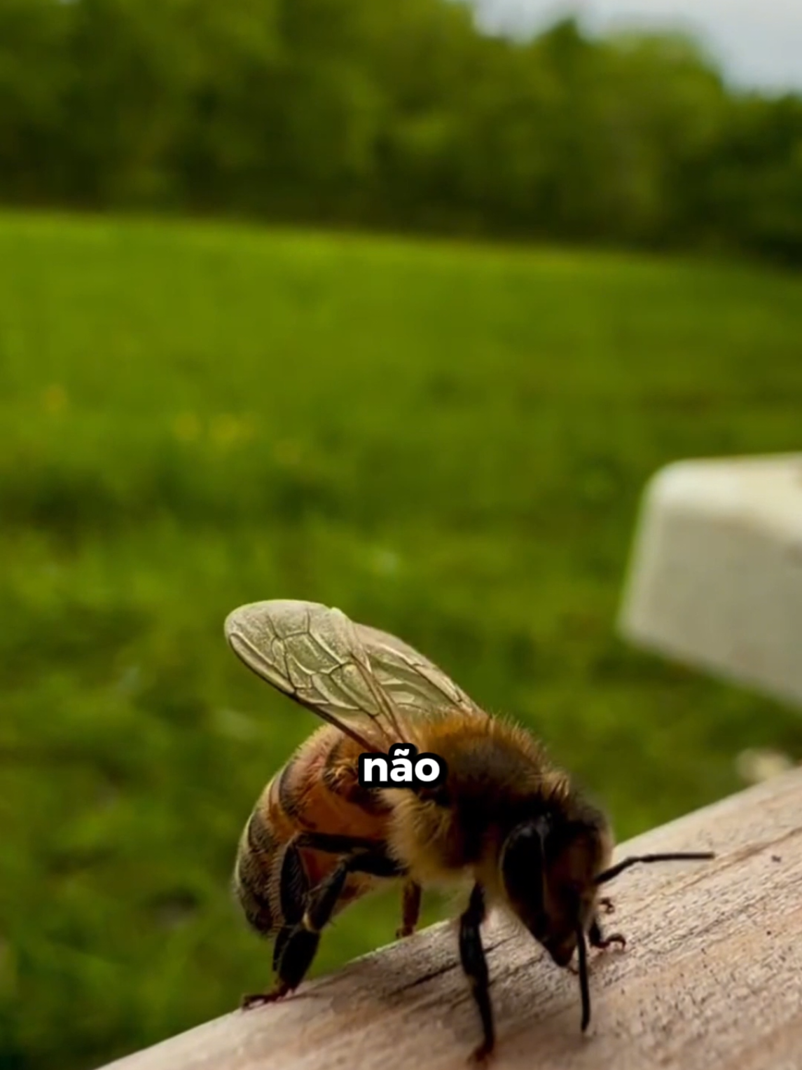 @Sacola