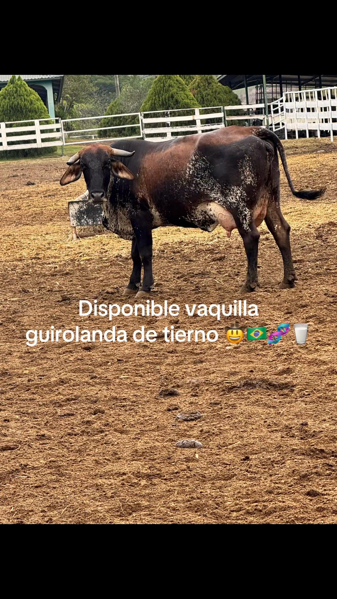 @CURURÚ