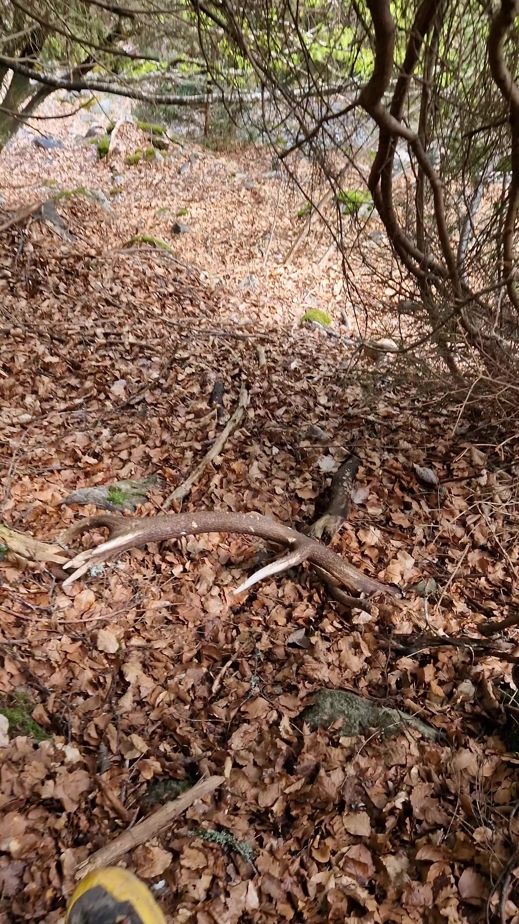 @Chasseur Montagnard