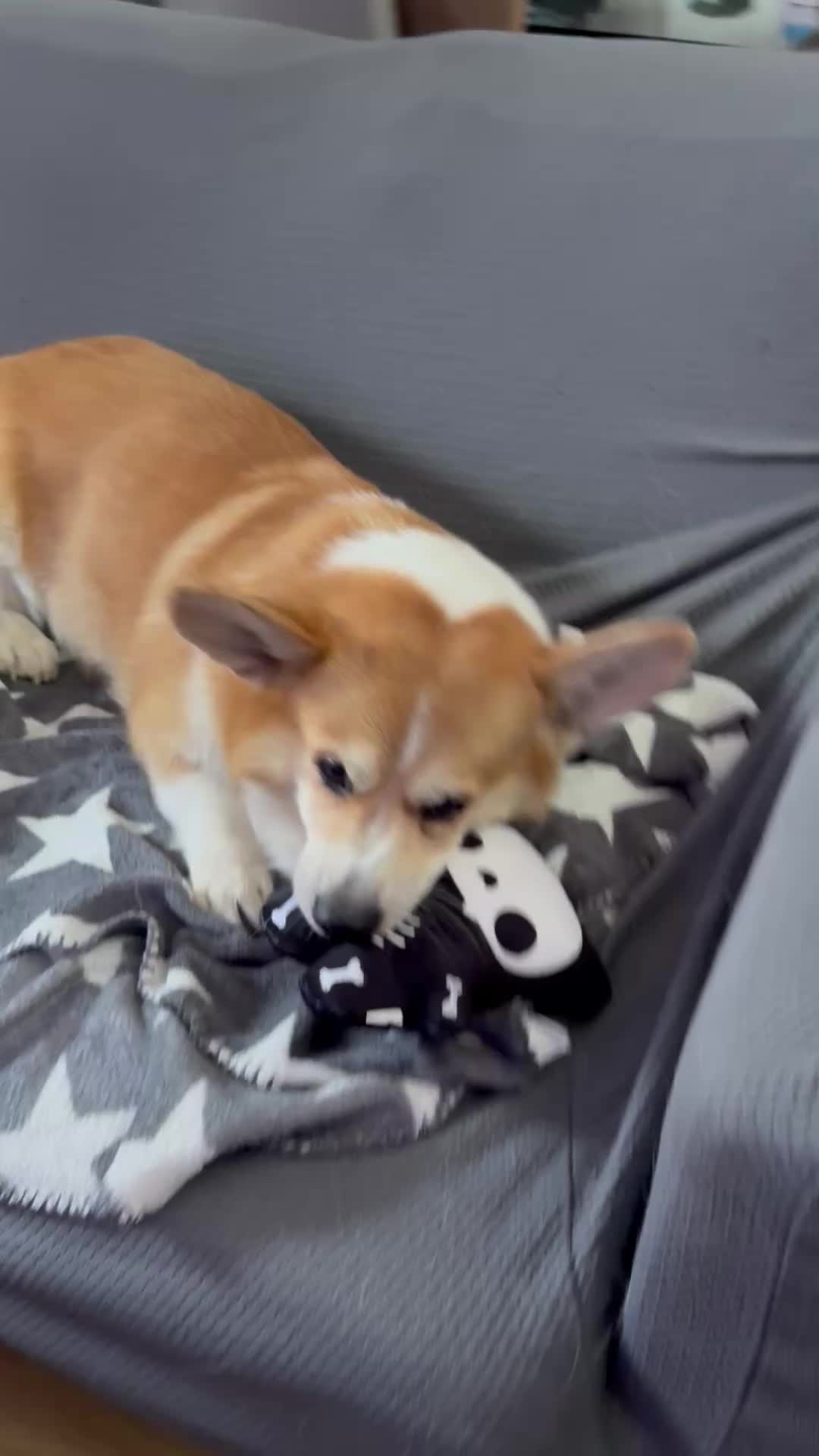 @Cheddar the Corgi