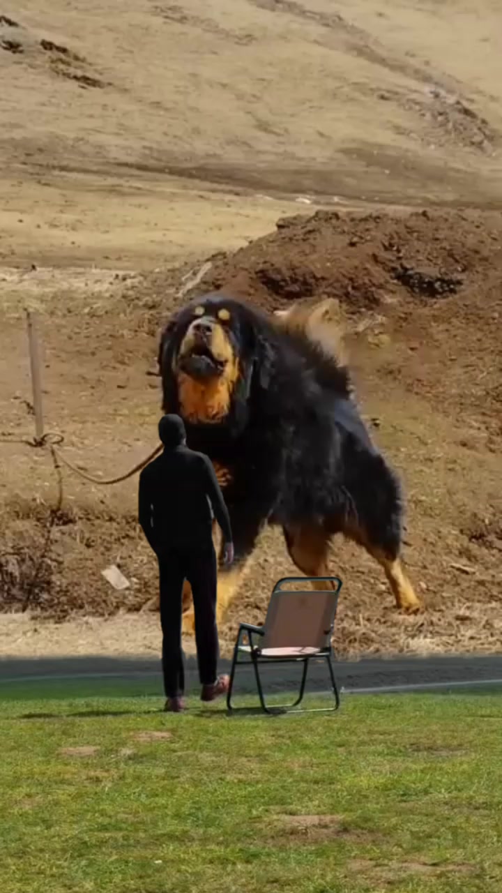 @Kashmiri_Bakrwal_Dog
