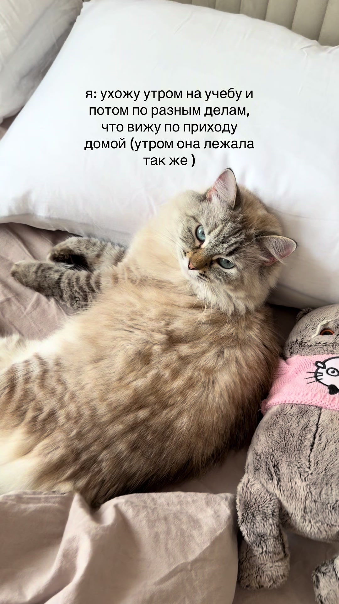 @настик