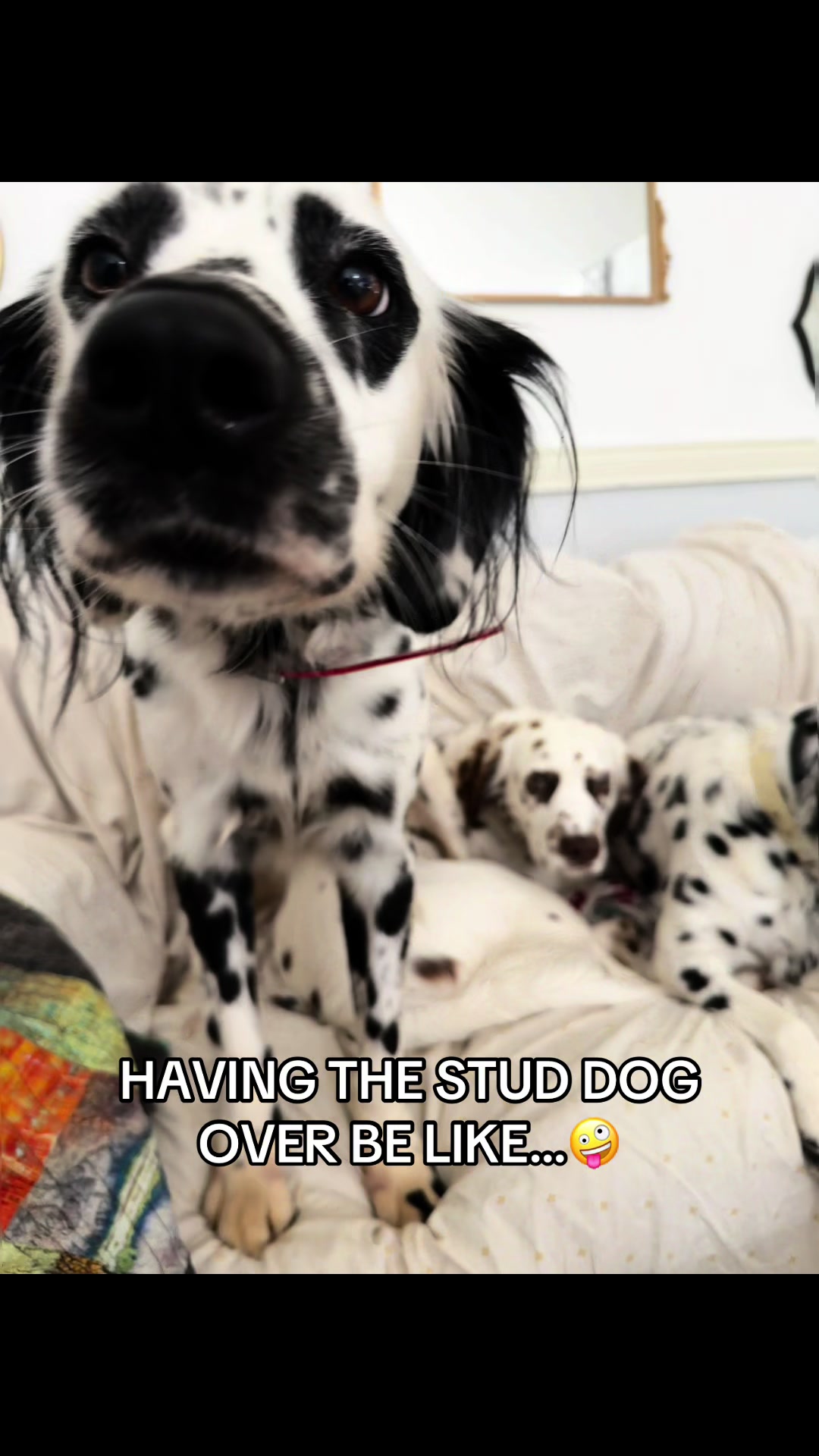 @Darling Dalmatians