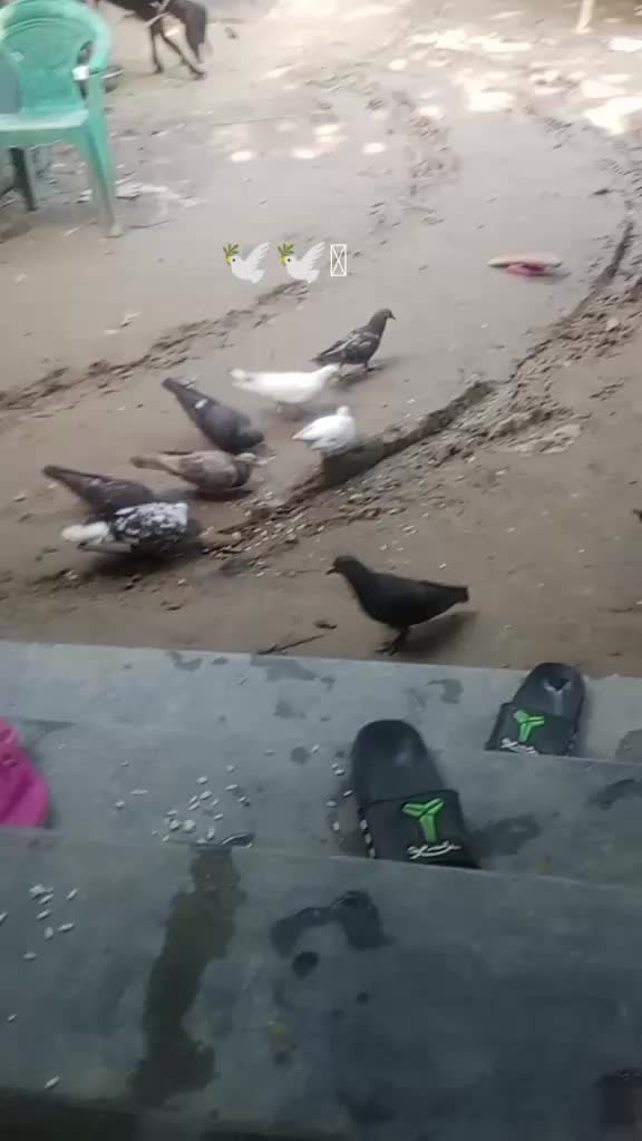@🕊️🕊️ কবুতর প্রেমিক 🕊️🕊️