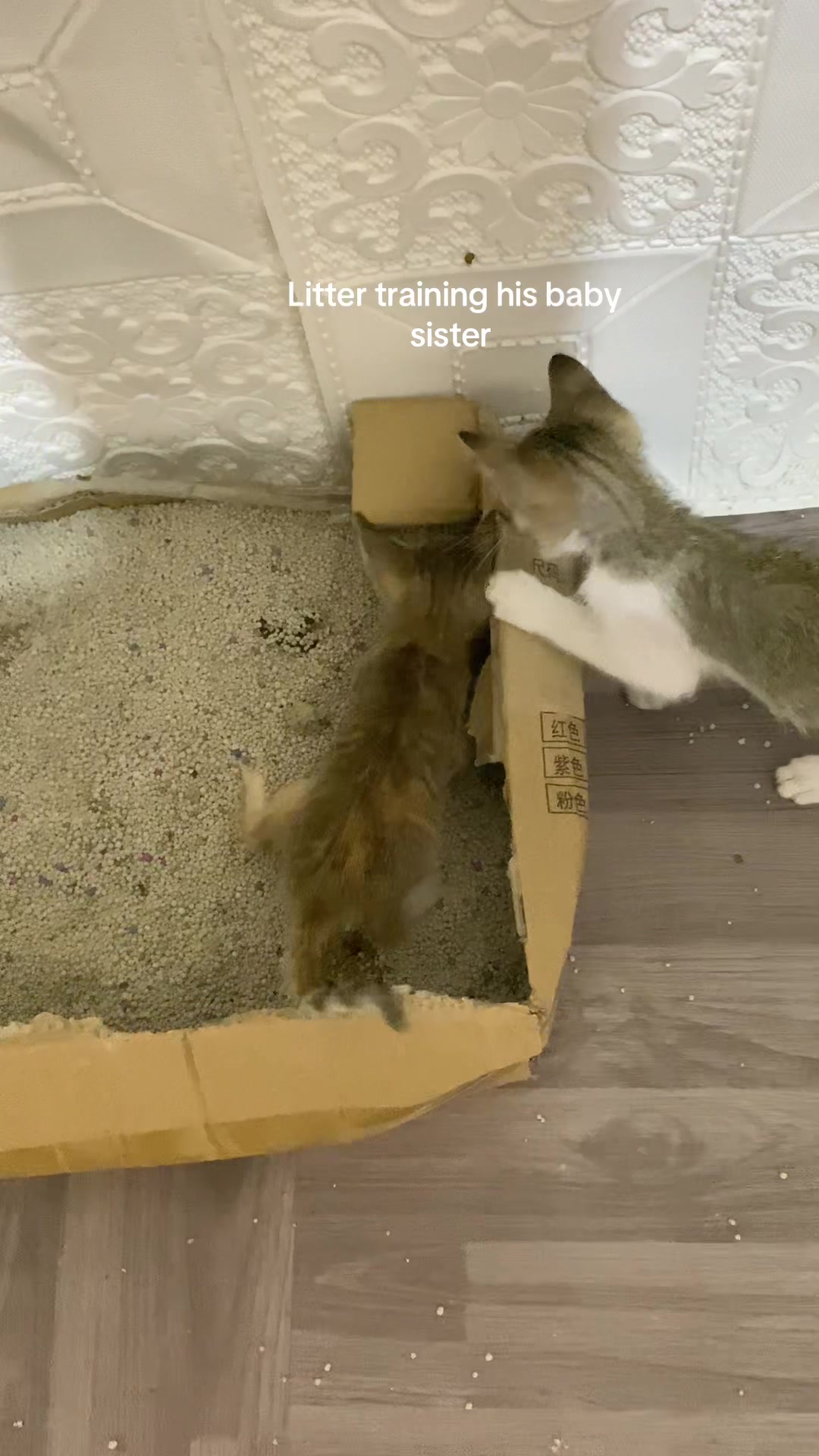 @Arwen & Pets