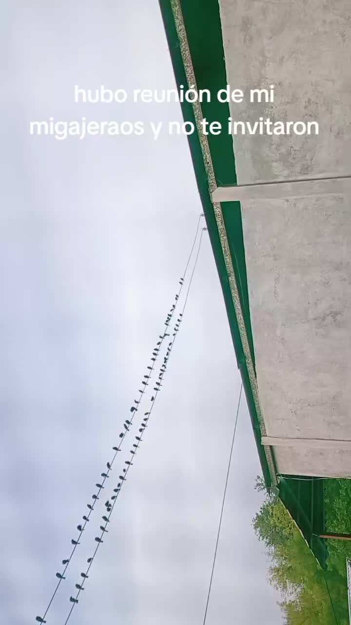@notificación