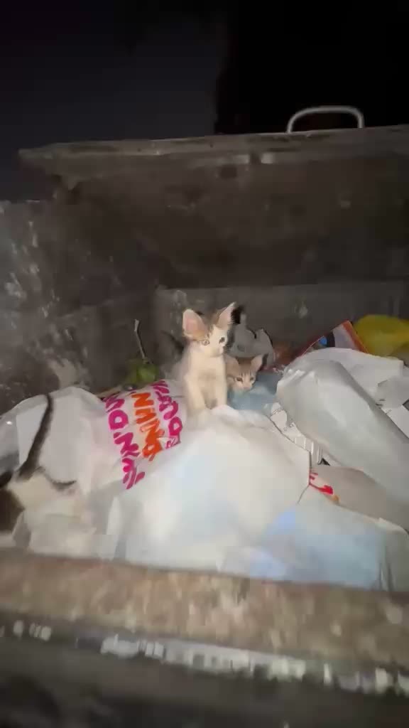@StrayCatsAngel