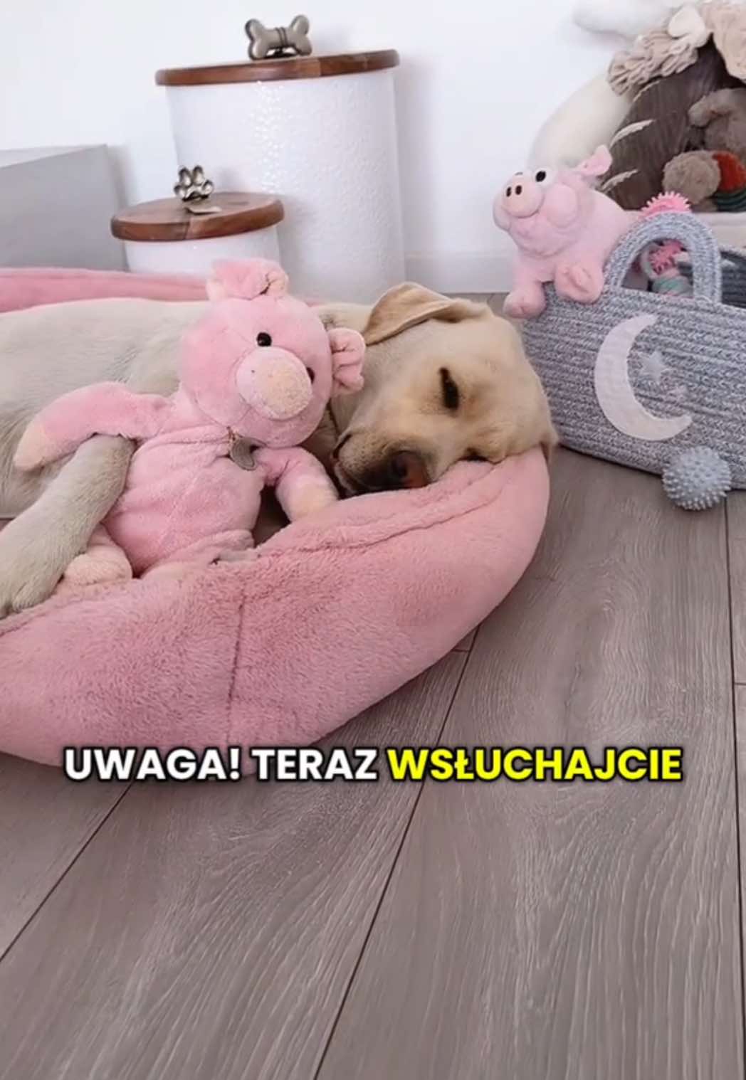 @Moonlife -Labrador Retriever