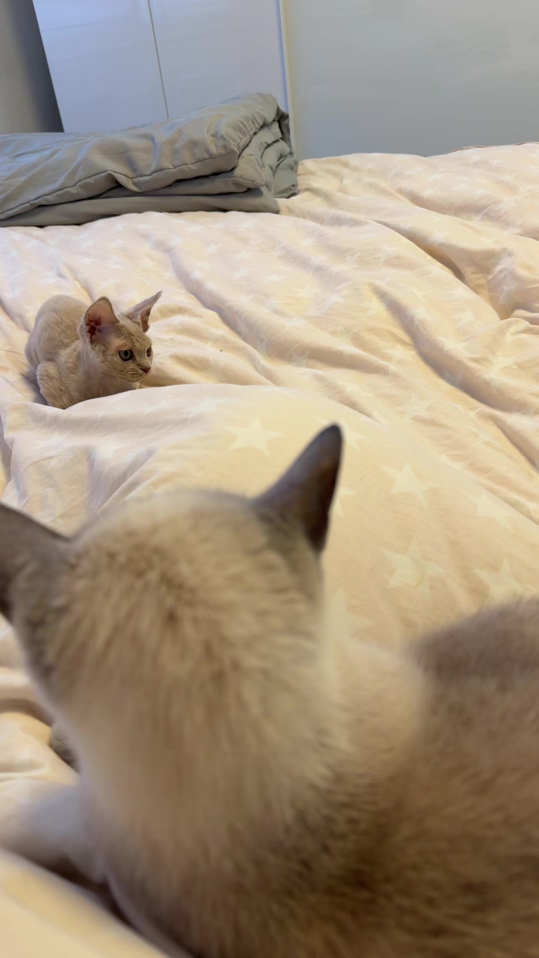 @TugbasCats