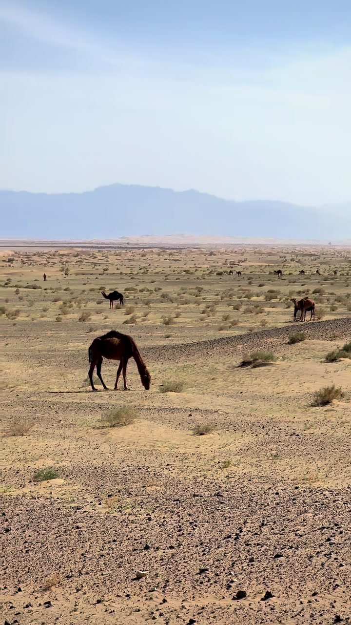 @بلوچستان عشق است 🐪🏜️🪶