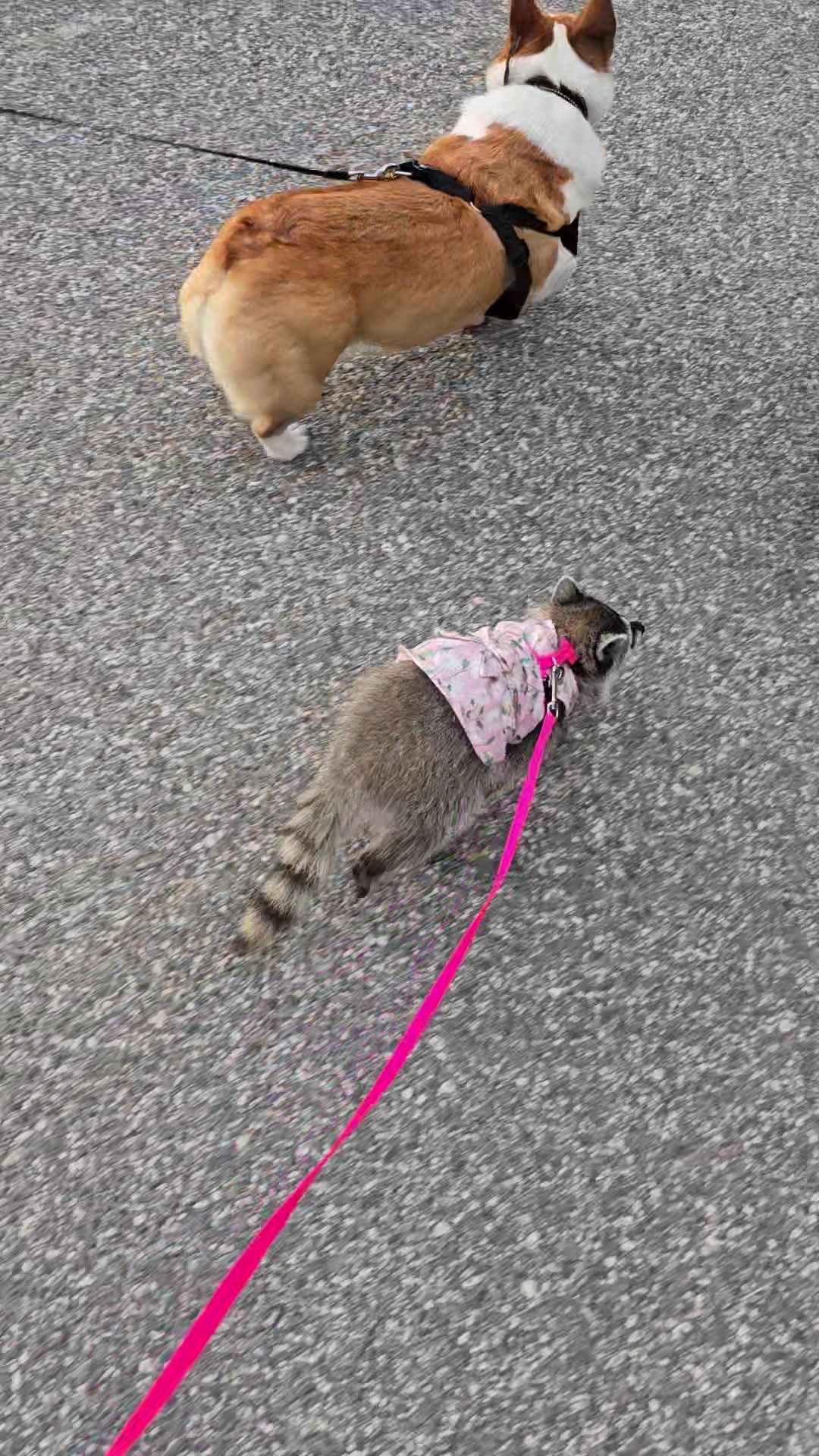 @Roxanne the Raccoon