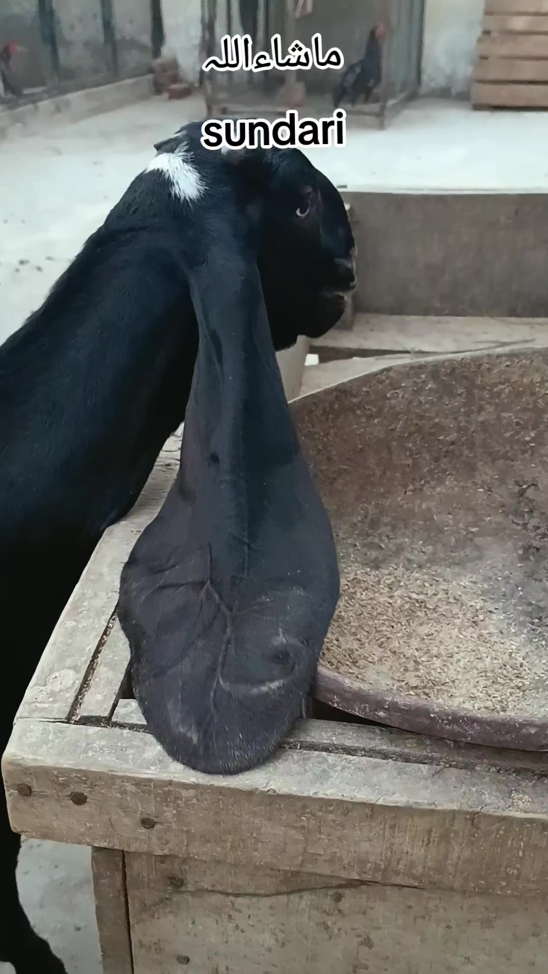 @abubakar Rajpoot