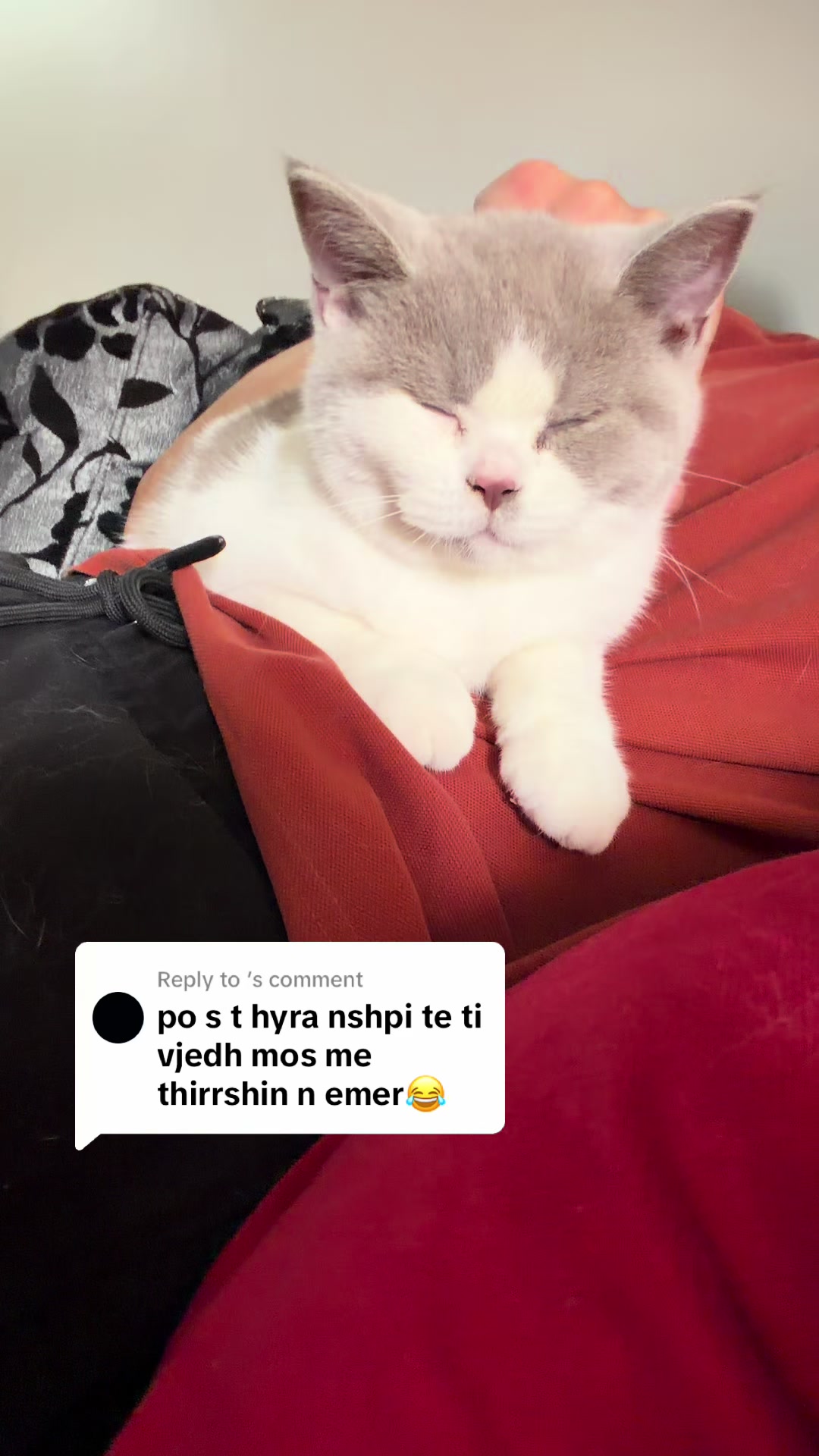 @Lako&rsquo;s_british_cattery