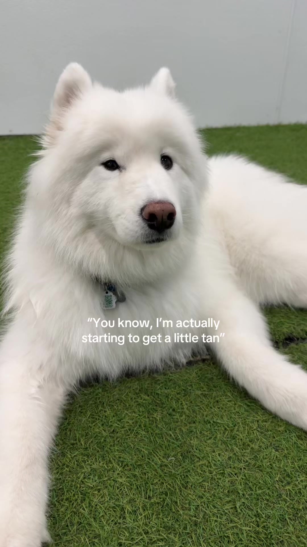 @Camp Canine Toronto