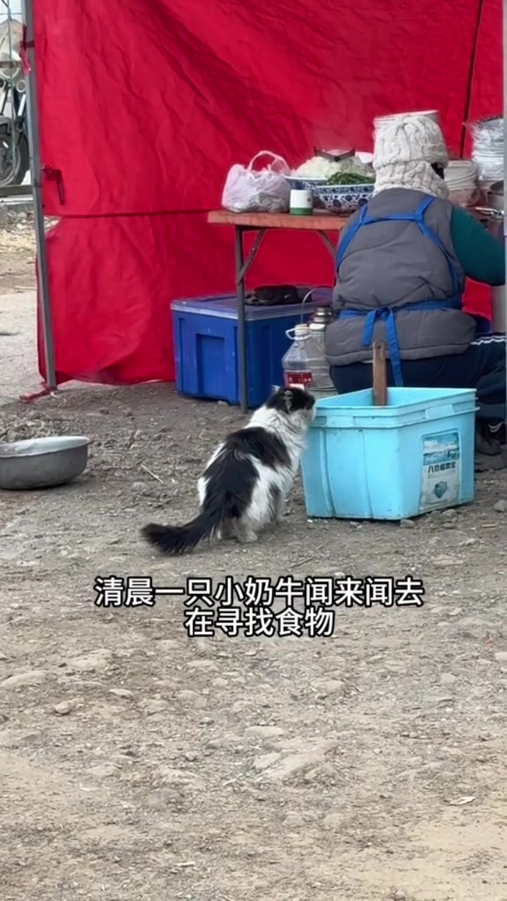 @小可爱猫猫们