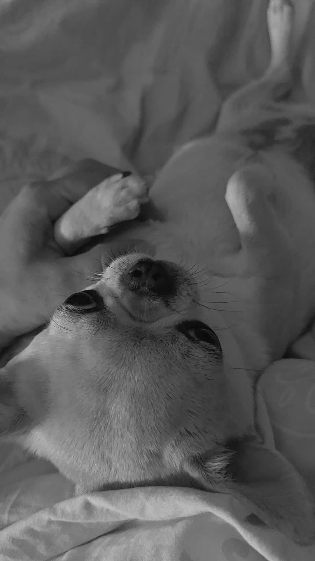 @Camila, a Chihuahua