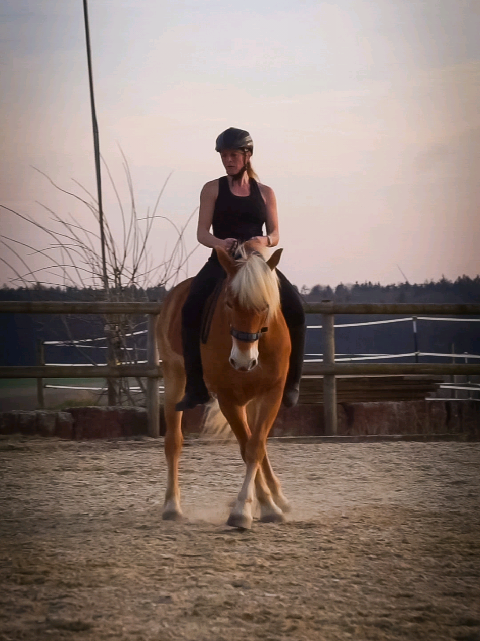 @Dreamhorse_Edelbluthaflinger