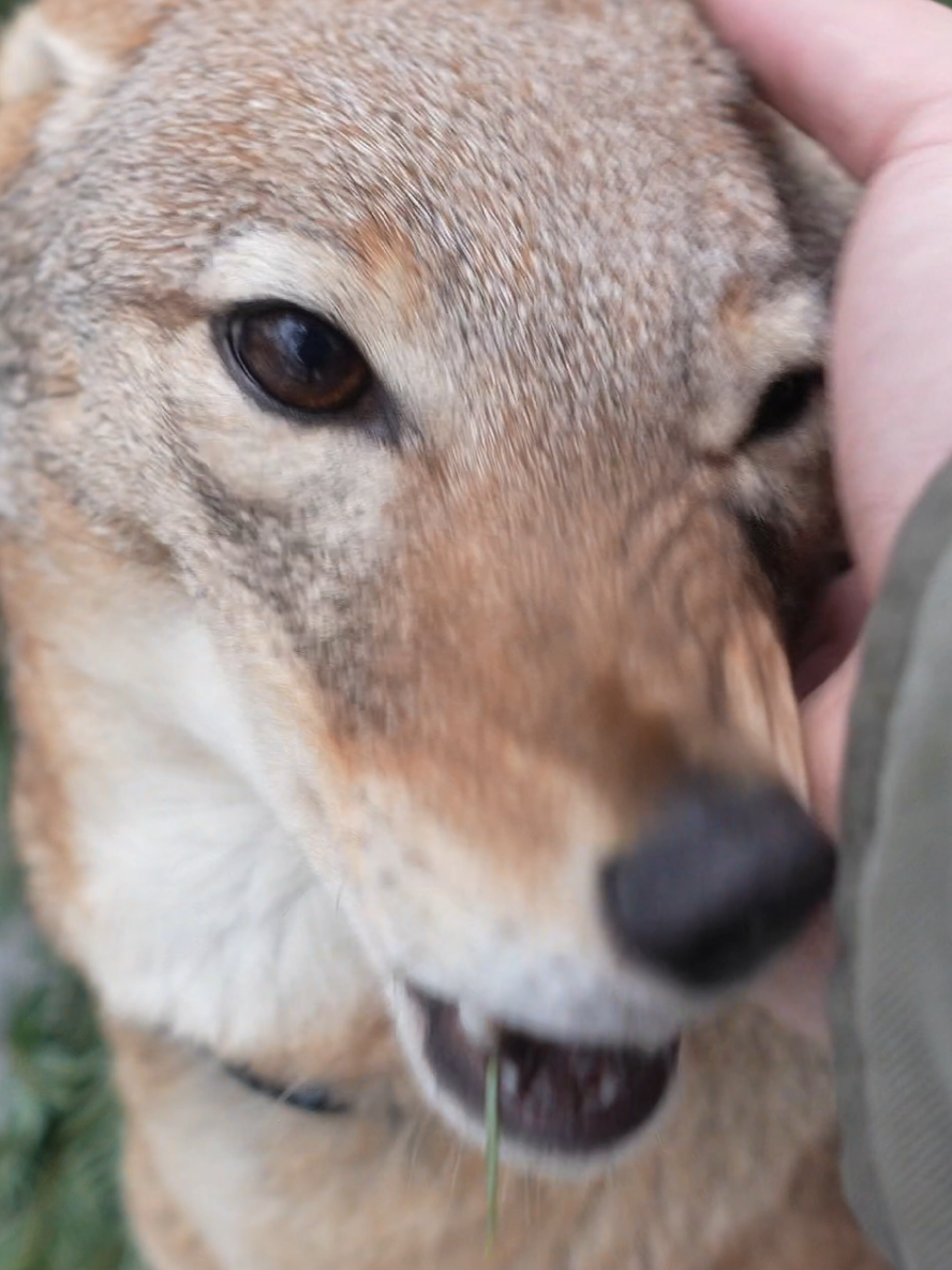 @saveafox
