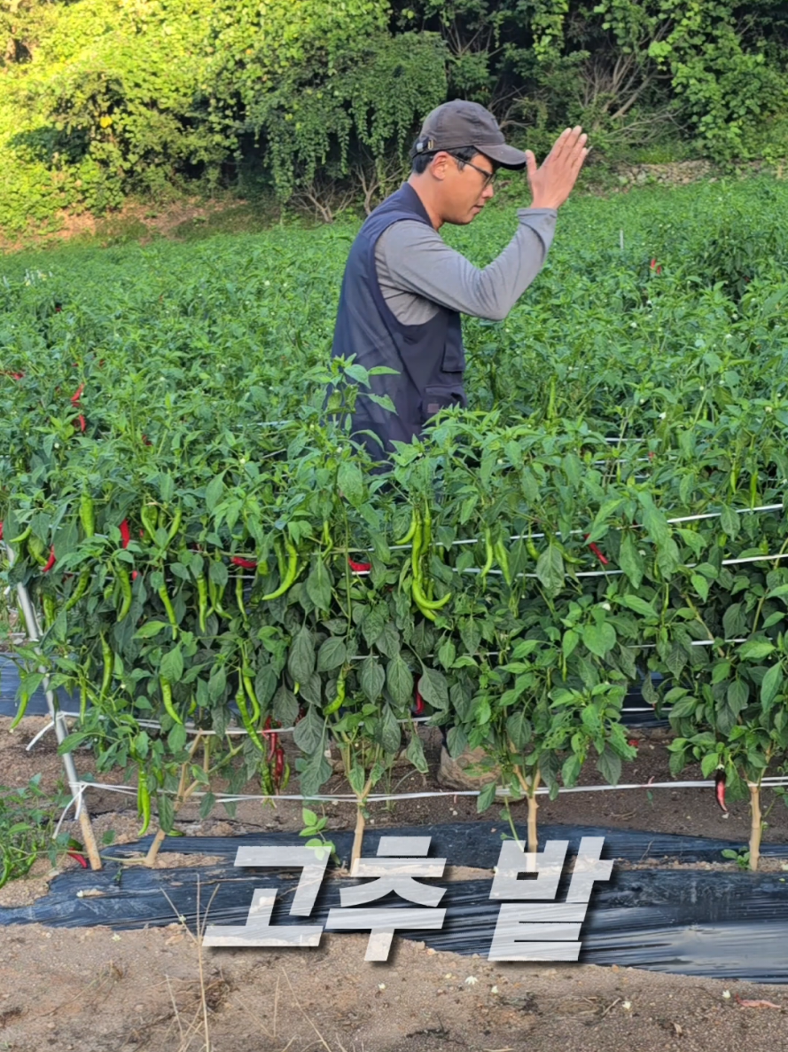 @유튜브 윤파머 납작복숭아
