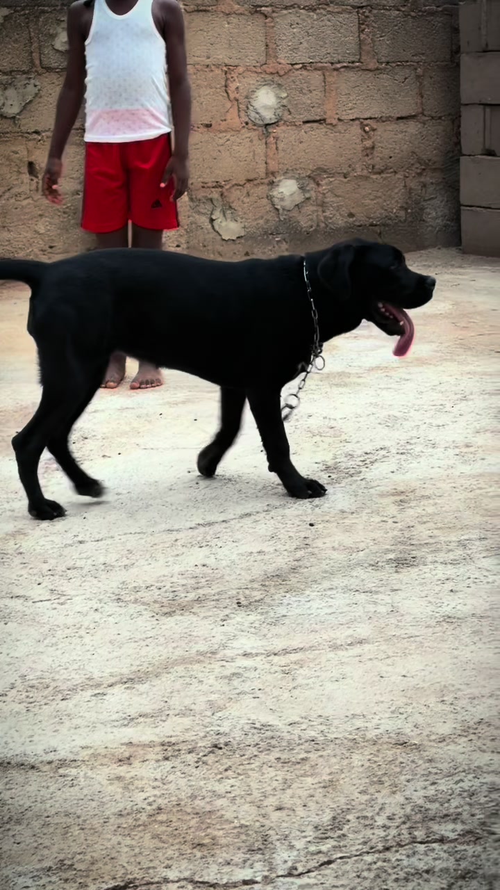 @Nala & Eshe 🦴🐶