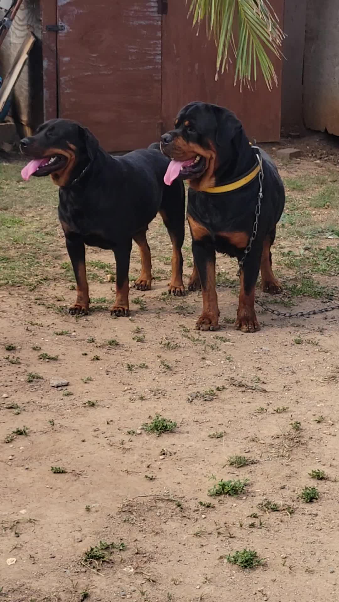 @machinesquad kennel