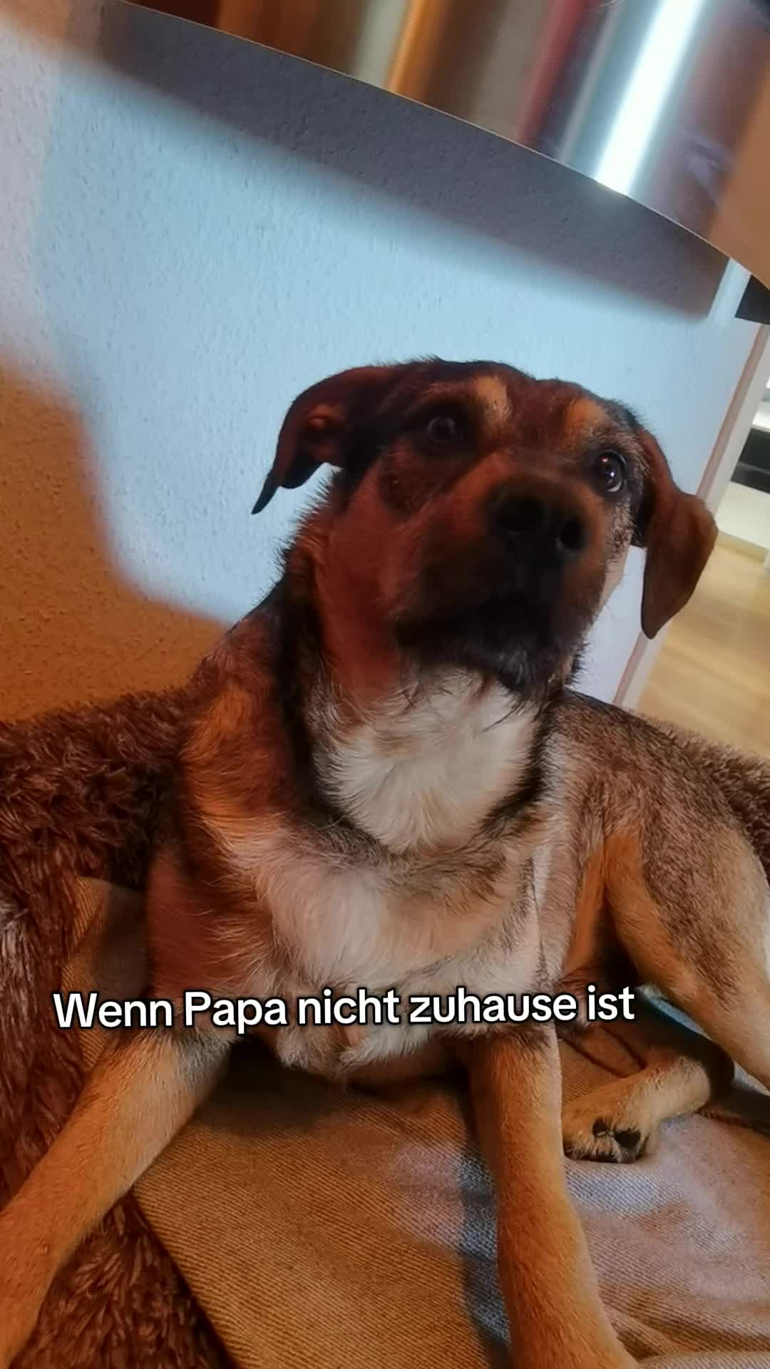 @Ares🐕🐾