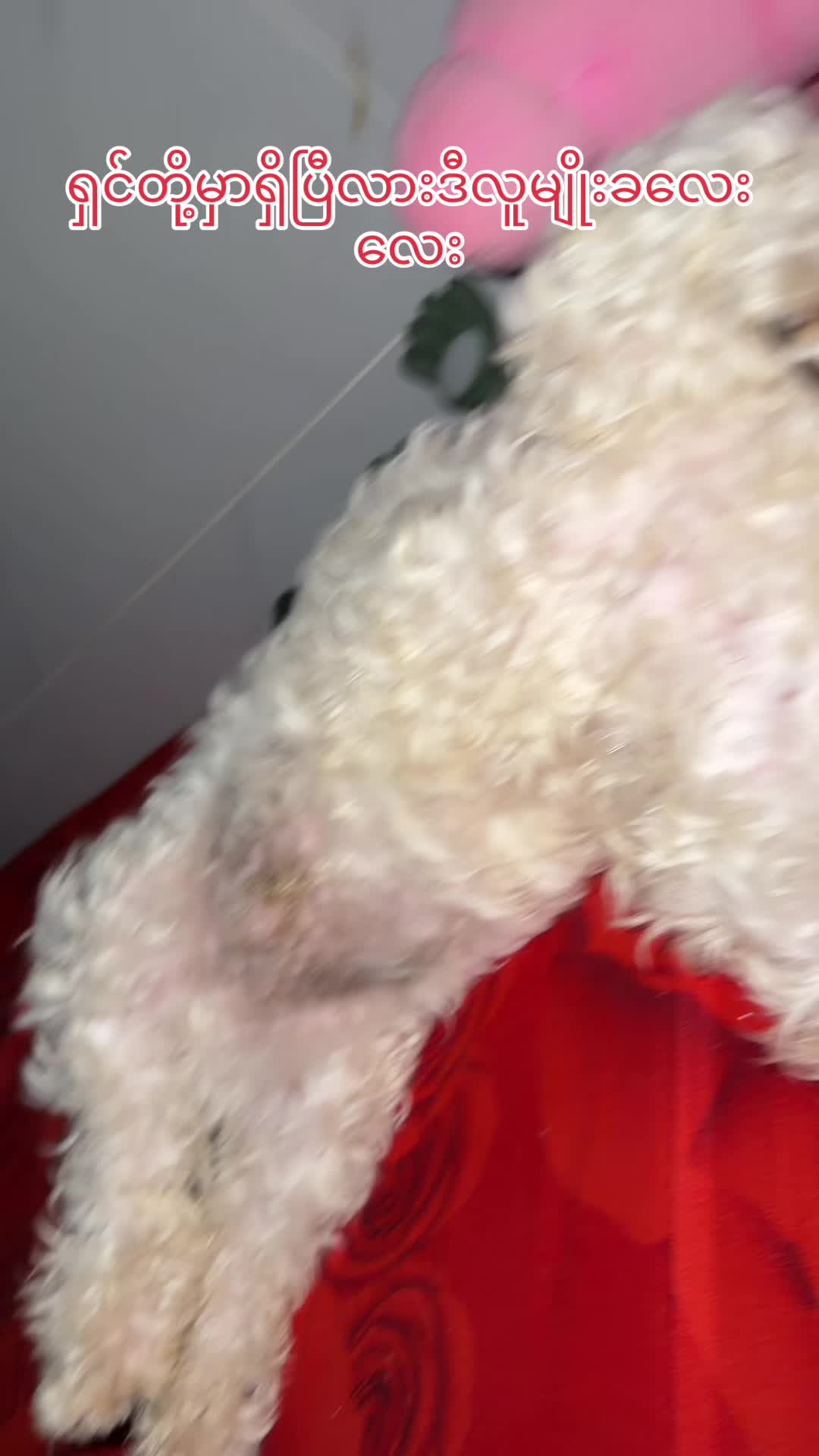 @招财🐶