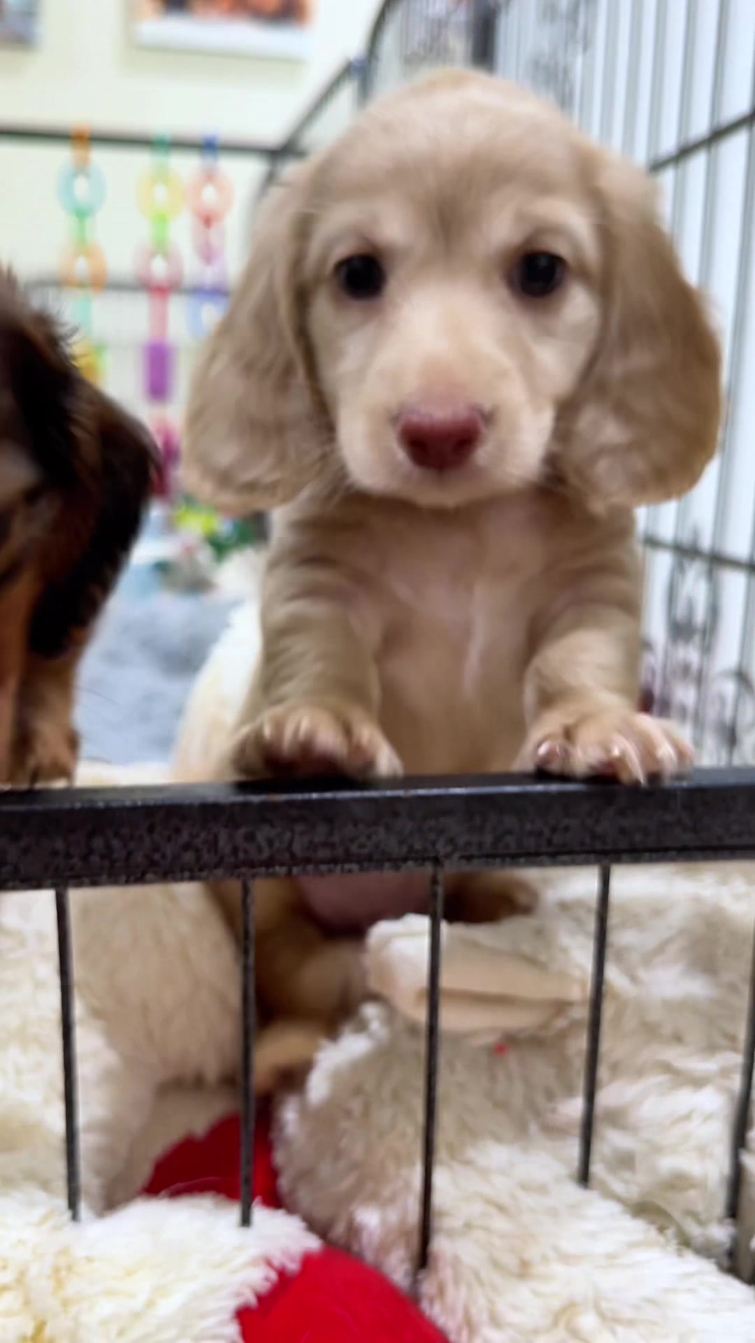 @Taylored Dachshunds