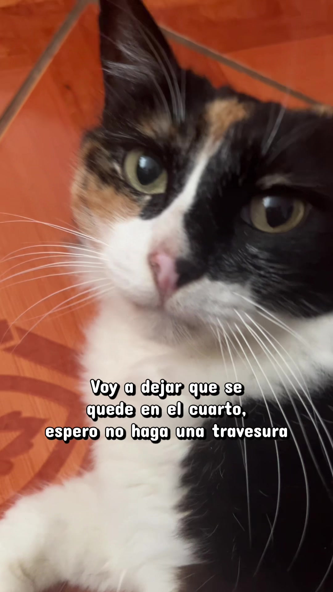 @Kirek bro