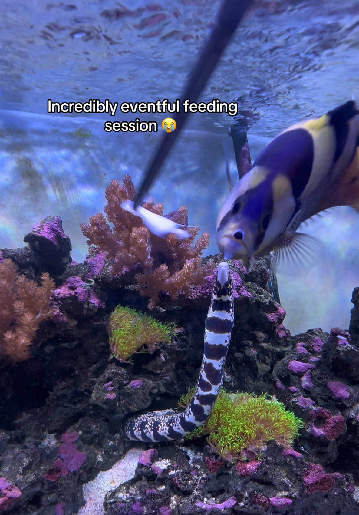 @ReefSync