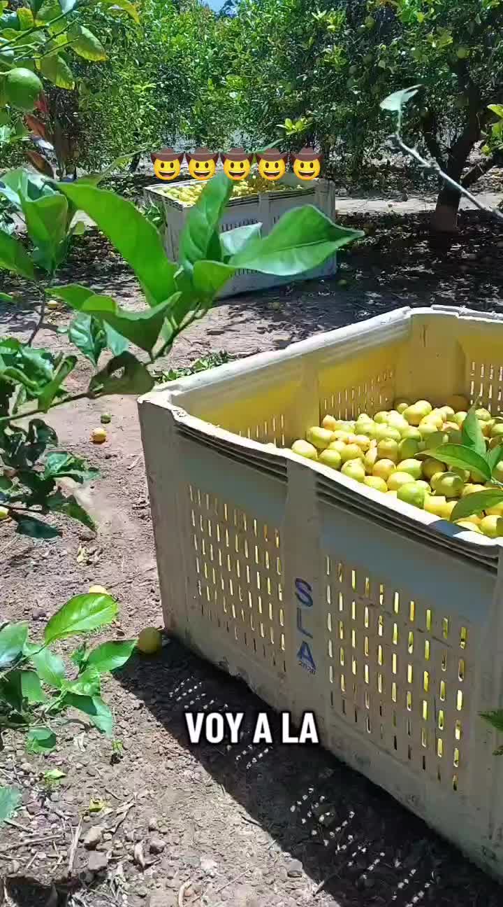 @los puntocios 🥑🍋🍊🤙🤙