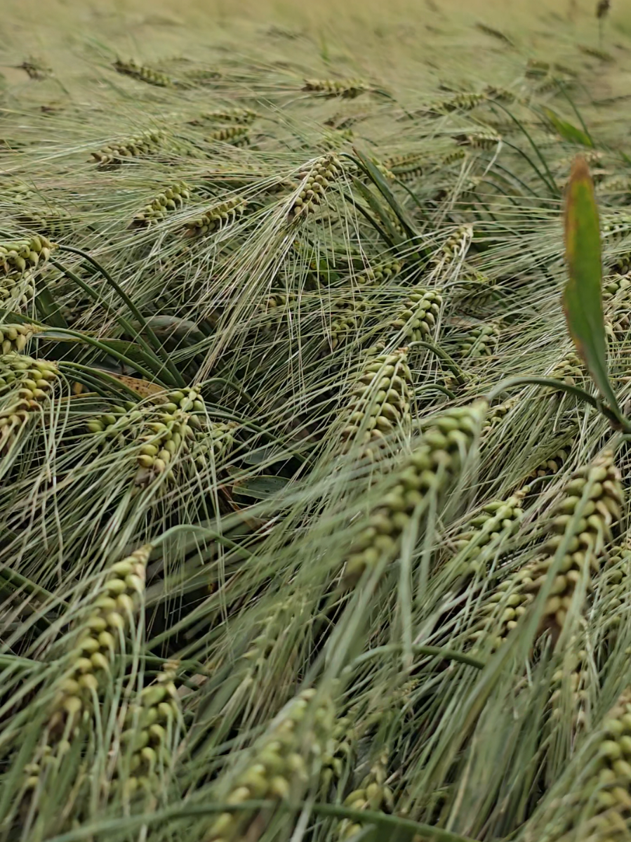 @Farmer ildırım