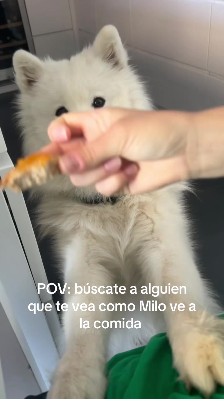 @Milo_theSamoyed