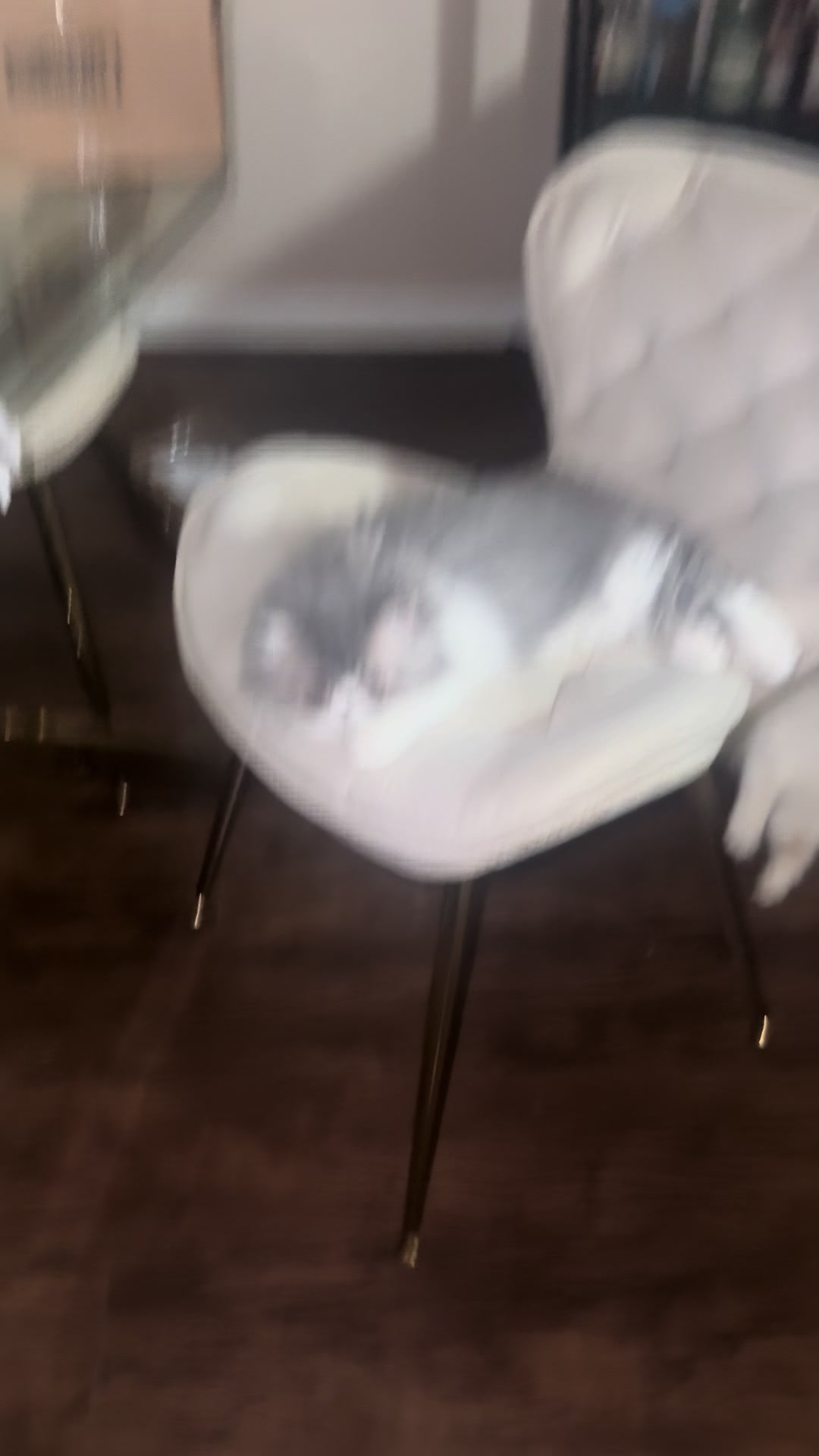 @henryetta.the.cat.lady