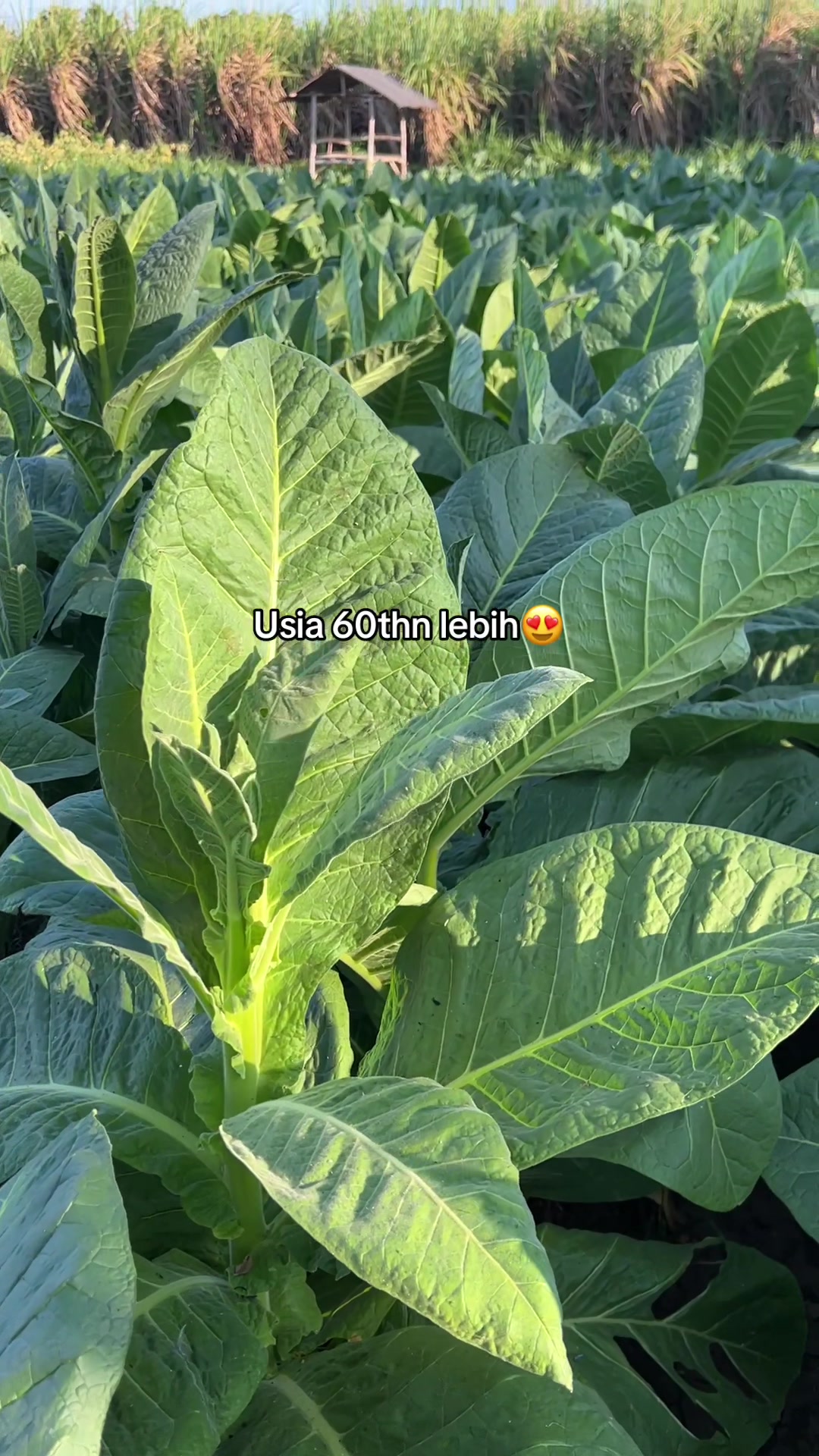 @محمد حسن لطفى