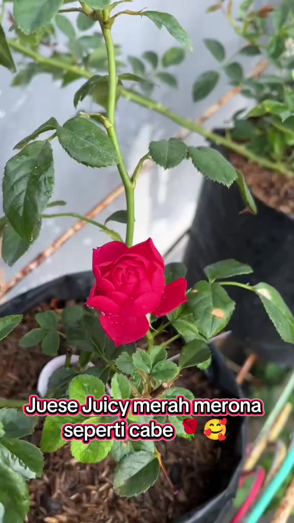@Prasetya