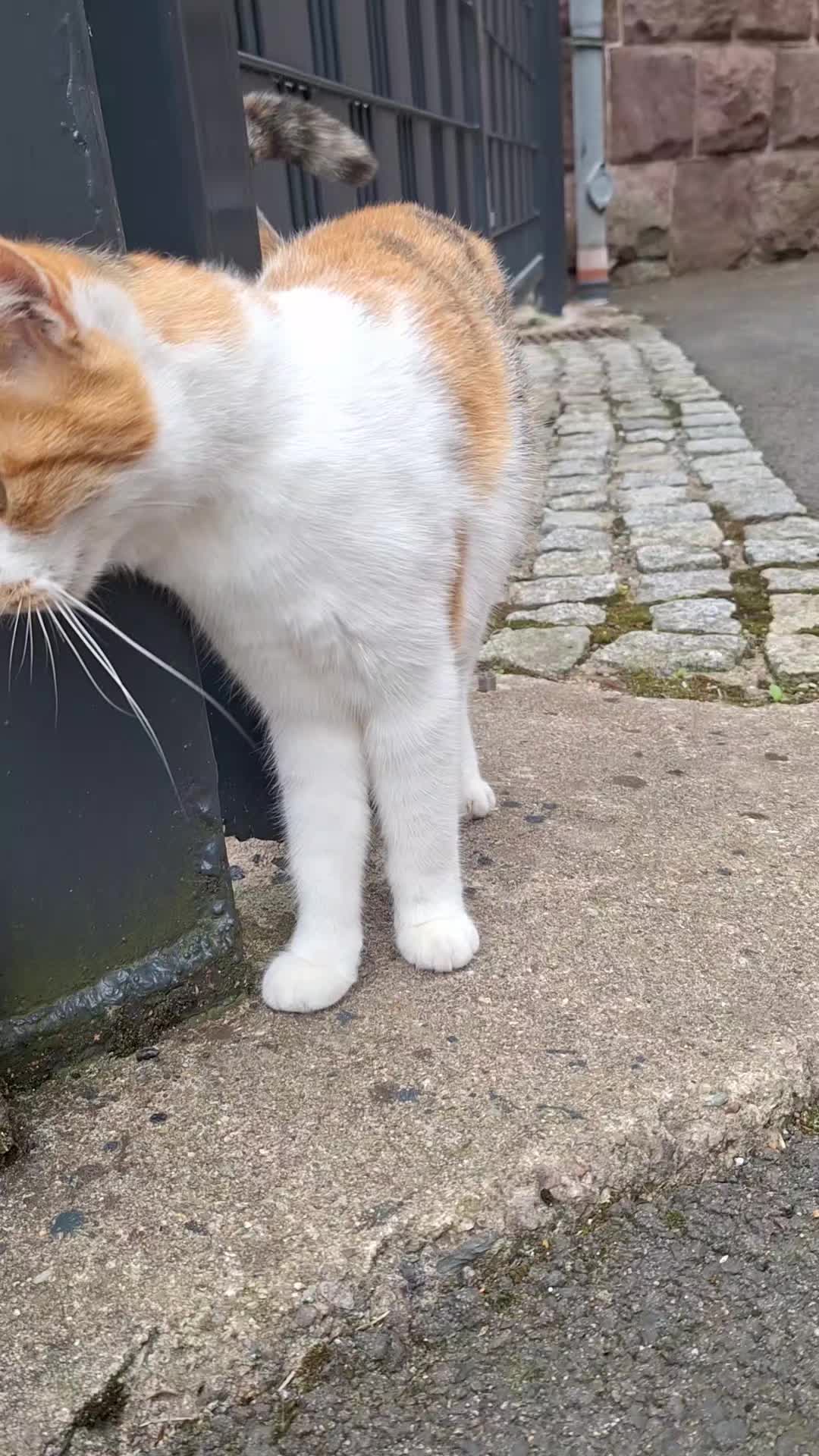 @Susi & der Dosenöffner 🤔🤣